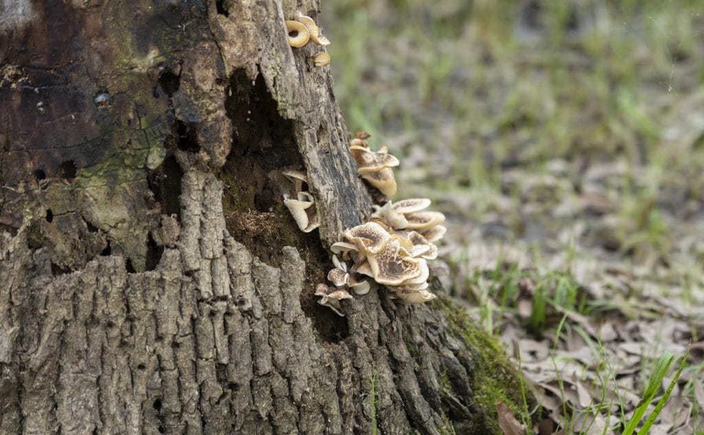 Patch of mushrooms growing on a dying tree trunk