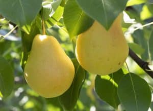 Yellow ripe pears are hanging on the tree.