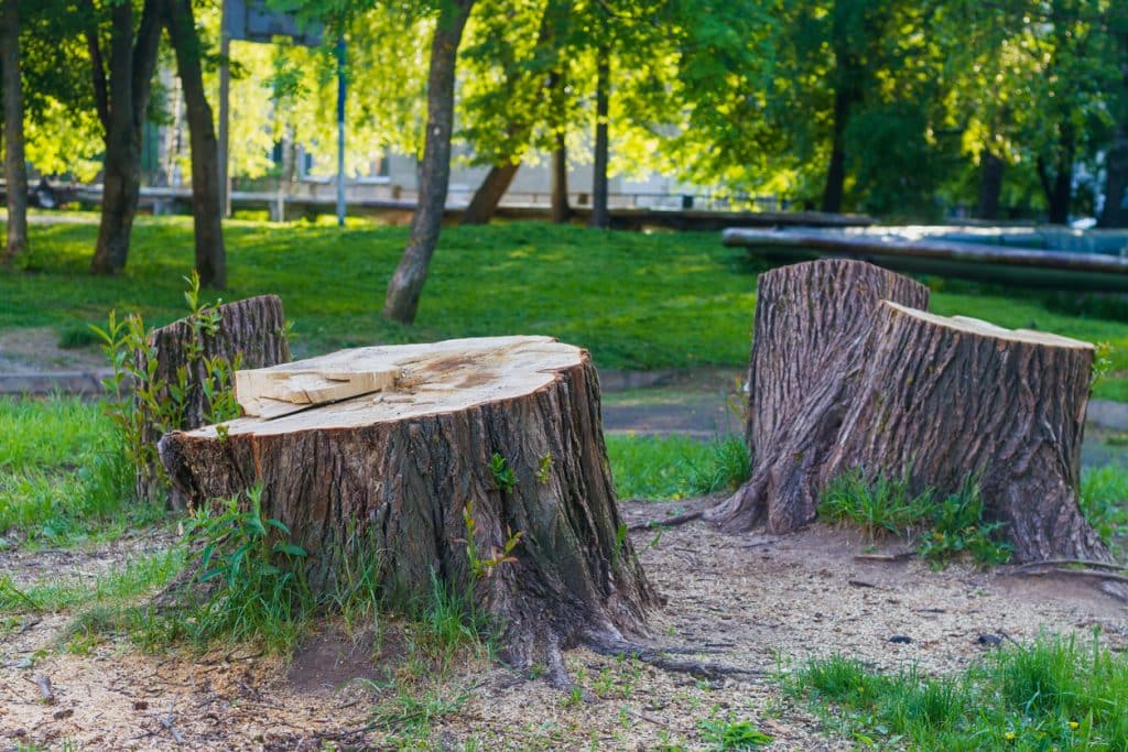 A stump from a huge tree in the park, cutting down trees in the summer.