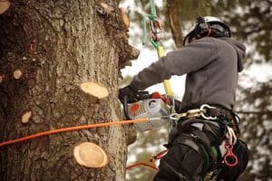 Arborist cutting branches with chainsaw.