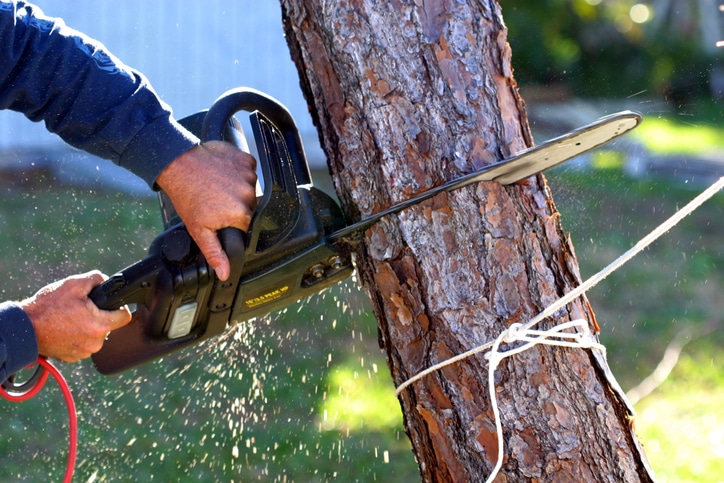 electric chainsaw used to cut down a tree