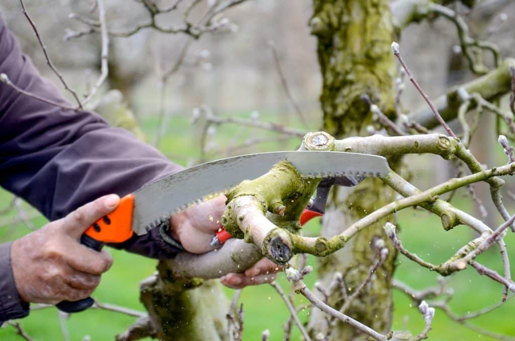 Pruning tree with pruning saw