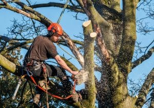 worker using a chainsaw to cut branches