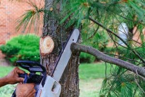 cutting trees using a chainsaw