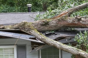 tree punctures roof on house